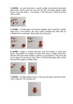 Образец документа 'Pirmsskolas speciālā pedagoģija', 3.