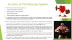 Презентация 'The Muscular System', 17.