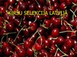 Презентация 'Ķiršu selekcija Latvijā', 1.