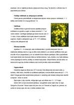 Реферат 'Eļļas augu audzēšanas tehnoloģijas un izmantošana', 4.