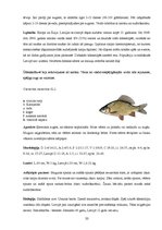 Реферат 'Zivju audzēšanas īpatnības zvejai un atpūtai atklātās ūdenskrātuvēs SIA "Forele ', 33.