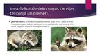 Презентация 'Invazīvās dzīvnieku sugas Latvijā', 3.