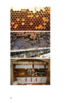 Реферат 'Medus un citu bišu produktu pielietojums ārstniecībā un kosmetoloģijā', 30.