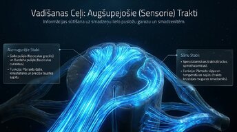 Презентация 'Muguras smadzenes un to vadīšanas ceļi', 7.