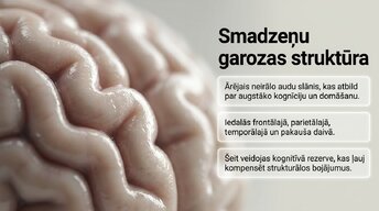 Презентация 'Neiroplastiskums un novecošana: vai smadzenes saglabā elastību pēc 60 gadiem', 4.