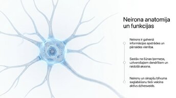 Презентация 'Neiroplastiskums un novecošana: vai smadzenes saglabā elastību pēc 60 gadiem', 5.