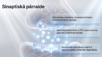 Презентация 'Neiroplastiskums un novecošana: vai smadzenes saglabā elastību pēc 60 gadiem', 7.