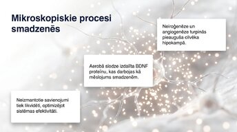 Презентация 'Neiroplastiskums un novecošana: vai smadzenes saglabā elastību pēc 60 gadiem', 9.