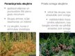 Презентация 'Pārnadžu postījumi jaunaudzēs un meža fitopatoloģija', 4.