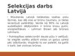 Презентация 'Selekcija Latvijā - dējējvistas', 10.
