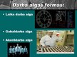 Презентация 'Darba alga', 12.