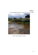 Реферат 'Laucesas baseina galveno veģetācijas tipu analīze dabas resursu ilgtspējīgai izm', 18.