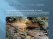 Презентация 'Latvijas skaistākās upes: Daugava un Gauja', 14.