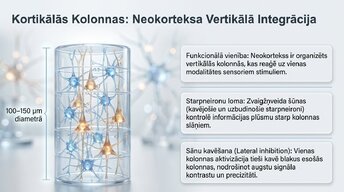 Презентация 'Starpneironi: neirālo tīklu arhitekti', 9.