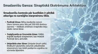Презентация 'Starpneironi: neirālo tīklu arhitekti', 10.