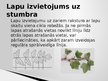 Презентация 'Zelta griezums', 12.