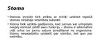 Презентация 'Stomas un to aprūpe', 3.