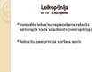 Презентация 'Leikoze. Hroniska limfoleikoze', 4.