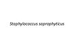 Презентация 'Staphylococcus saprophyticus baktērijas', 1.