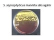 Презентация 'Staphylococcus saprophyticus baktērijas', 6.