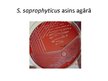 Презентация 'Staphylococcus saprophyticus baktērijas', 7.