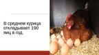 Презентация '20 интересных фактов о животных', 7.