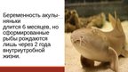 Презентация '20 интересных фактов о животных', 8.