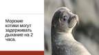 Презентация '20 интересных фактов о животных', 13.