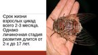 Презентация '20 интересных фактов о животных', 16.