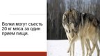 Презентация '20 интересных фактов о животных', 17.