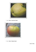 Реферат 'C vitamīna koncentrācija "Sīpoliņa" un "Antonovkas" šķirnes ābolos atkarībā no u', 27.
