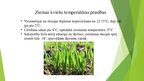 Презентация 'Temperatūras un mitruma ietekme uz ziemas kviešu ražu un kvalitāti', 2.