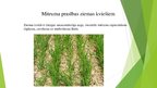 Презентация 'Temperatūras un mitruma ietekme uz ziemas kviešu ražu un kvalitāti', 7.