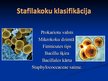 Презентация 'Stafilokoki', 3.
