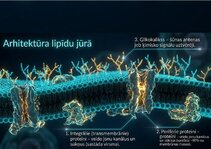 Презентация 'Šūnu membrānas un jonu kanāli', 4.