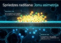 Презентация 'Šūnu membrānas un jonu kanāli', 5.