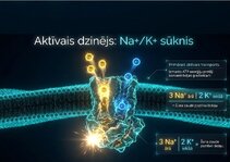 Презентация 'Šūnu membrānas un jonu kanāli', 6.