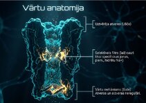 Презентация 'Šūnu membrānas un jonu kanāli', 8.