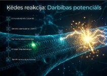 Презентация 'Šūnu membrānas un jonu kanāli', 14.