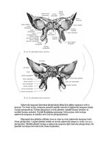 Э-книга 'Cilvēka anatomija: galvaskauss', 5.