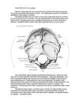 Э-книга 'Cilvēka anatomija: galvaskauss', 6.
