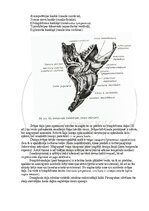 Э-книга 'Cilvēka anatomija: galvaskauss', 9.