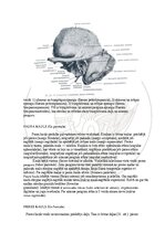 Э-книга 'Cilvēka anatomija: galvaskauss', 10.