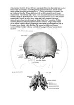 Э-книга 'Cilvēka anatomija: galvaskauss', 11.