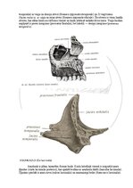 Э-книга 'Cilvēka anatomija: galvaskauss', 14.