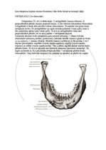 Э-книга 'Cilvēka anatomija: galvaskauss', 16.
