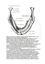 Э-книга 'Cilvēka anatomija: galvaskauss', 17.