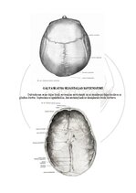 Э-книга 'Cilvēka anatomija: galvaskauss', 19.