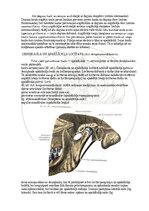 Э-книга 'Cilvēka anatomija: galvaskauss', 20.