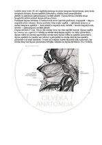 Э-книга 'Cilvēka anatomija: galvaskauss', 23.